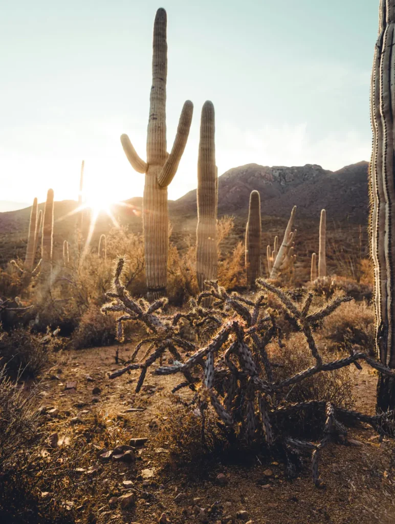 Tucson desert saguaro and cholla
